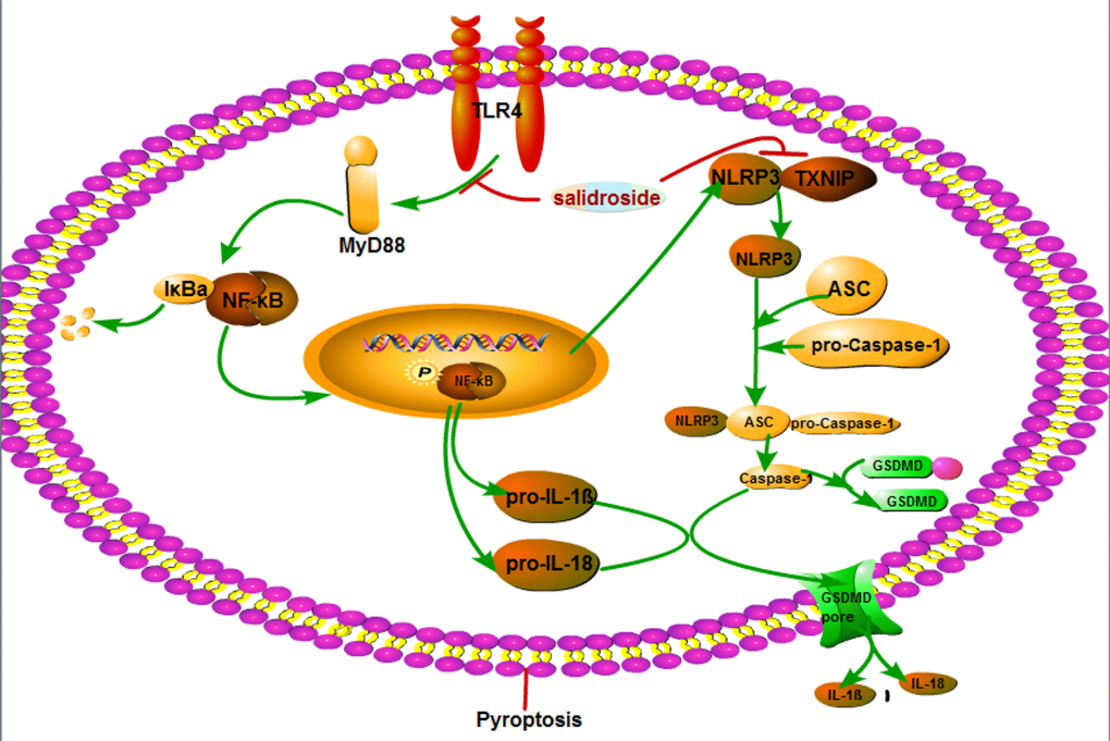 Schematic mechanism illustration of Sal ameliorates PD by inhibiting the NLRP3-dependent pyroptosis. The main mechanisms are as follows: (1) Sal indirectly reducing the production of NLRP3, pro-IL-1β and pro-IL-18 by inhibiting TLR4/MyD88/NF-κB signaling pathways; (2) Sal directly suppressing pyroptosis through inhibiting TXNIP/NLRP3/caspase-1 signaling pathways. These results indicated that inhibiting pyroptosis or administration of Sal could be a novel therapeutic strategy for PD.