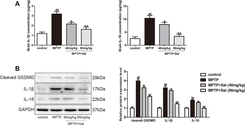 Sal alleviated pyroptosis in PD mice. (A) Sal inhibited MPTP-induced the increase of IL-1β and IL-18 in SN and striatum of PD mice by enzyme-linked immunosorbent assay (ELISA) kits (n = 6). (B) Sal inhibited the expression of cleaved GSDMD, IL-1β and IL-18 in SN and striatum of PD mice by Western blotting. (n = 3). All data are represented as mean ± SD. # P ## P 