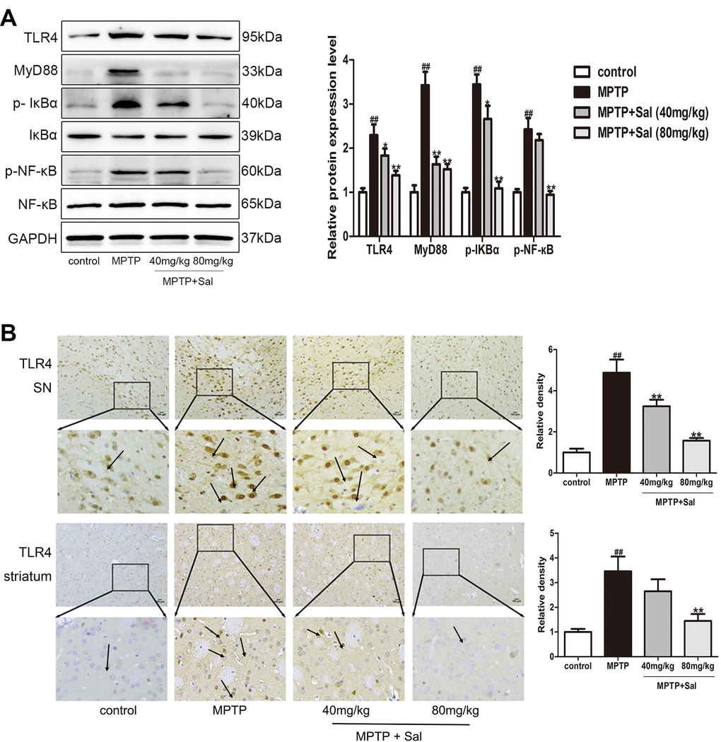 Sal inhibited pyroptosis via the TLR4/MyD88/NF-κB signaling pathways in PD mice. (A) Sal inhibited TLR4, MyD88, p-IкBα and p-NF-κB in SN and striatum of PD mice by western blotting (n = 3). (B) Sal inhibited TLR4 in SN and striatum by immunohistochemical staining. Original magnification: x200. All data are represented as mean ± SD. # P ## P 