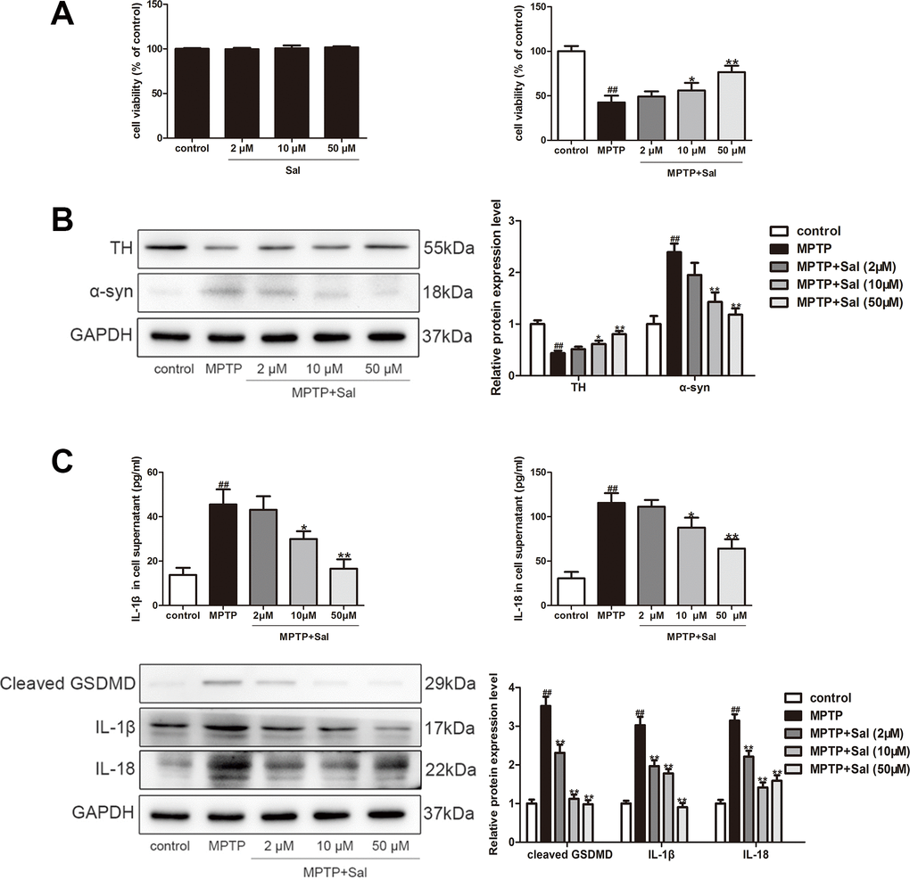Sal improved MPTP- induced PC-12 cells. (A) Sal alone does not affect PC-12 cell viability but inhibits MPTP-induced the reduction of PC-12 cell viability. PC-12 cells (1 x 104 cells/well) were exposed to a series concentrations of Sal (2, 10, 50 μM) for 24 h to determined the toxicity of Sal. PC-12 cells were incubated with Sal (2, 10, 50 μM) for 2 h, and then exposed to 500 μM MPTP for 24 h to determined the protective of Sal. The cell viability was measured by cell counting kit-8 (CCK-8) assay. (B) Sal inhibited MPTP-induced decreased TH and increased α-syn in PC-12 cells by Western blotting. The cells were incubated with Sal (2, 10, 50 μM) for 2 h, followed by stimulation with MPTP (500 μM) for 24 h. (C) Sal inhibited MPTP-induced increased of IL-1β, IL-18 and cleaved GSDMD in PC12 cells. Cells were incubated with Sal (2, 10, 50 μM) for 2 h, followed by stimulation with MPTP (500 μM) for 24 h. The levels of IL-1β and IL-18 in the supernatant were determined by ELISA, and protein of IL-1β, IL-18 and cleaved GSDMD in cells were determined by Western blotting. All data are represented as mean ± SD. # P ## P 
