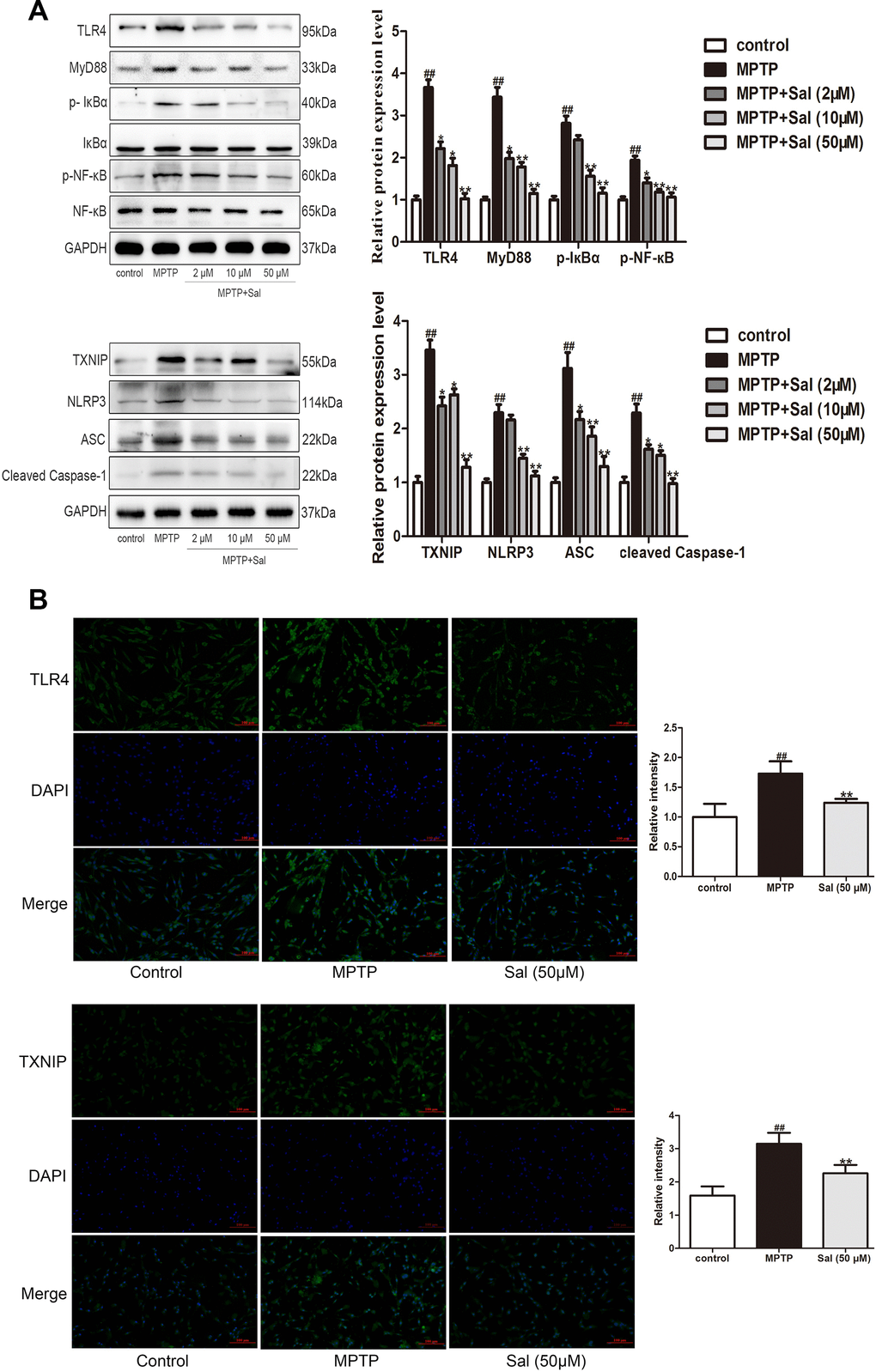 Sal prevented PC-12 cells pyroptosis through inhibiting the TLR4/MyD88/NF-κB and NLRP3/ASC/Caspase-1 signaling pathways. (A) Sal inhibited MPTP-induced PC-12 cells pyroptosis through TLR4/MyD88/NF-кB and TXNIP/NLRP3/Caspase-1 signaling pathways. Cells were incubated with Sal (2, 10, 50 μM) for 2 h, followed by stimulation with MPTP (500 μM) for 24 h. The protein expressions of TLR4, MyD88, p-IкBα, p-NF-кB, TXNIP, NLRP3, ASC and cleaved Caspase-1 in MPTP-induced PC-12 cells were determined by western blot. (B) Sal inhibited MPTP-induced increase of TLR4 and TXNIP by immunofluorescence. Original magnification: x200. All data are represented as mean ± SD. # P ## P 