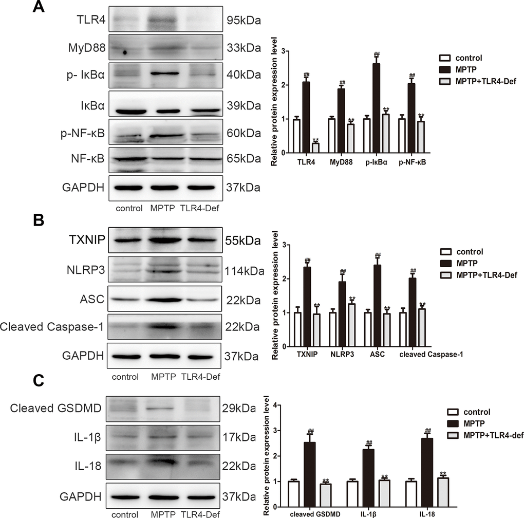 TLR4 aggravated pyroptosis by activating the TLR4/MyD88/NF-κB and NLRP3/ASC/Caspase-1 signaling pathways. (A–C) Western blotting was performed to determine the expressions of TLR4, MyD88, p-IкBα, p-NF-кB, TXNIP, NLRP3, ASC, cleaved caspase-1, cleaved GSDMD, IL-1β and IL-18 in SN and striatum of TLR4-Def PD mice (n = 3). All data are represented as mean ± SD. # P ## P 