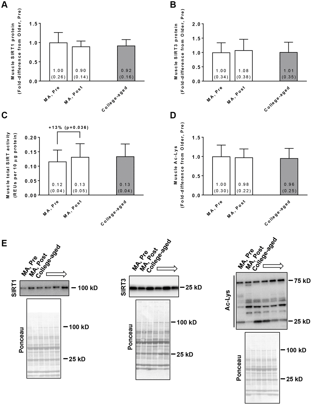 Vastus lateralis muscle tissue SIRT1 protein levels (A), SIRT3 protein levels (B), global sirtuin (SIRT) activity (C), and acetylated protein levels (D) in middle-aged (MA) participants prior to (Pre) and following 10 weeks of resistance training (Post) as well as basal values in college-aged participants that were recreationally trained. All data are presented as means±SD values. Panel (E) shows representative Western blots for n=2 middle-aged participants (pre and Post) as well as n=2 college-aged participants. All middle-aged participants were assayed; however, 14/15 college-aged participants were assayed due to tissue limitations.