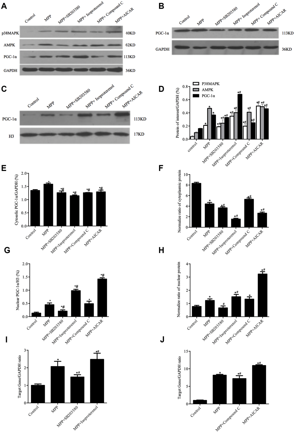 Redistribution of PGC-1α was regulated by p38MAPK and AMPK in MPP+-treated cell model. (A) Protein levels of p38MAPK, AMPK, and PGC-1α. (B, C) Cytosolic (B) and nuclear (C) protein levels of PGC-1α. (D) Semi-quantification of total protein levels of p38MAPK, AMPK, and PGC-1α relative to GAPDH; (E, G) Semi-quantification of cytosolic (E) and nuclear (G) protein levels of PGC-1α relative to GAPDH or H3; (F, H) Normalized cytosolic (F) and nuclear (H) proteins to the total proteins. (I, J) Transcriptional levels of p38MAPK (I) and AMPK(J) relative to GAPDH; n=6, per group. *P vs. Control group; # P vs.MPP+ group.