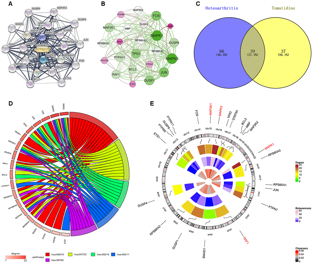 Identification of tomatidine-target genes and the common KEGG pathways of OA-related and tomatidine-target genes. (A) Interaction network of 22 tomatidine-target genes based on STITCH database analysis. (B) MAPK1, MAPK3, JUN, DUSP1, FOS, and TP53 have the highest weights in the interaction network constructed using Gephi. (C) KEGG pathway analyses shows 105 OA-related and 76 tomatidine-target gene-related KEGG pathways. Among these, 39 (27.5%) KEGG pathways are common to both OA and tomatidine-target genes. (D) Gene enrichment analyses show that MAPK1, MAP2K1, MAPK3, and RAF1 are involved in all the top five KEGG pathways. The top three genes with highest degree are MAPK1, MAPK3, and FOS. (E) The circular visualization shows chromosomal positions and connectivity of tomatidine-target genes. The names of the tomatidine-target genes are shown in the outer circle, which represents chromosomes. The lines from each gene represent specific chromosomal locations. colors show Different values of degree, betweenness and closeness are shown in different colors. The three hub genes are shown in red.