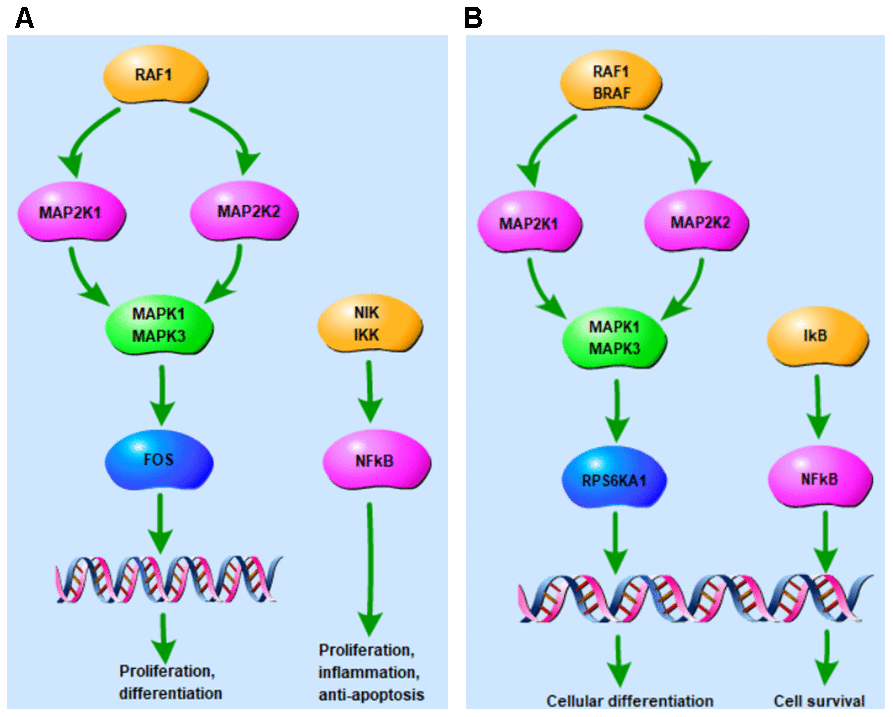 Tomatidine-target genes associated with the top two KEGG pathways. (A) The tomatidine-target genes that are part of the MAPK signaling pathway, including MAPK1 and MAPK3 are associated with proliferation, differentiation, cell survival or anti-apoptotic, and inflammation. (B) Tomatidine-target genes that are part of the Neurotrophin signaling pathway, including MAPK1 and MAPK3 are associated with cellular differentiation, cell survival, and retrograde transport.