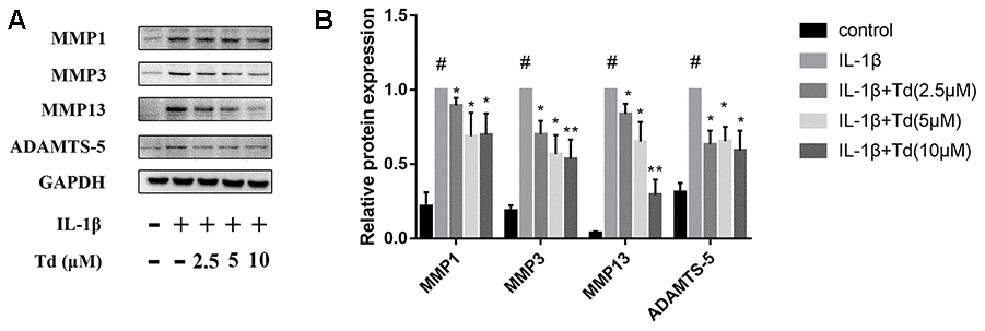 Tomatidine inhibits IL-1β induced MMPs and ADAMTS-5 in chondrocytes. (A) Representative western blot images and (B) Histogram plots show the levels of MMP1, MMP3, MMP13 and ADAMTS-5proteins relative to GAPDH (internal control) levels in primary chondrocytes treated for 24 h with 2.5, 5, or 10μM tomatidine alone or in combination with 10ng/mlIL-1β. DMSO was used as control. The values are shown as means ± SD of triplicate experiments. #p 