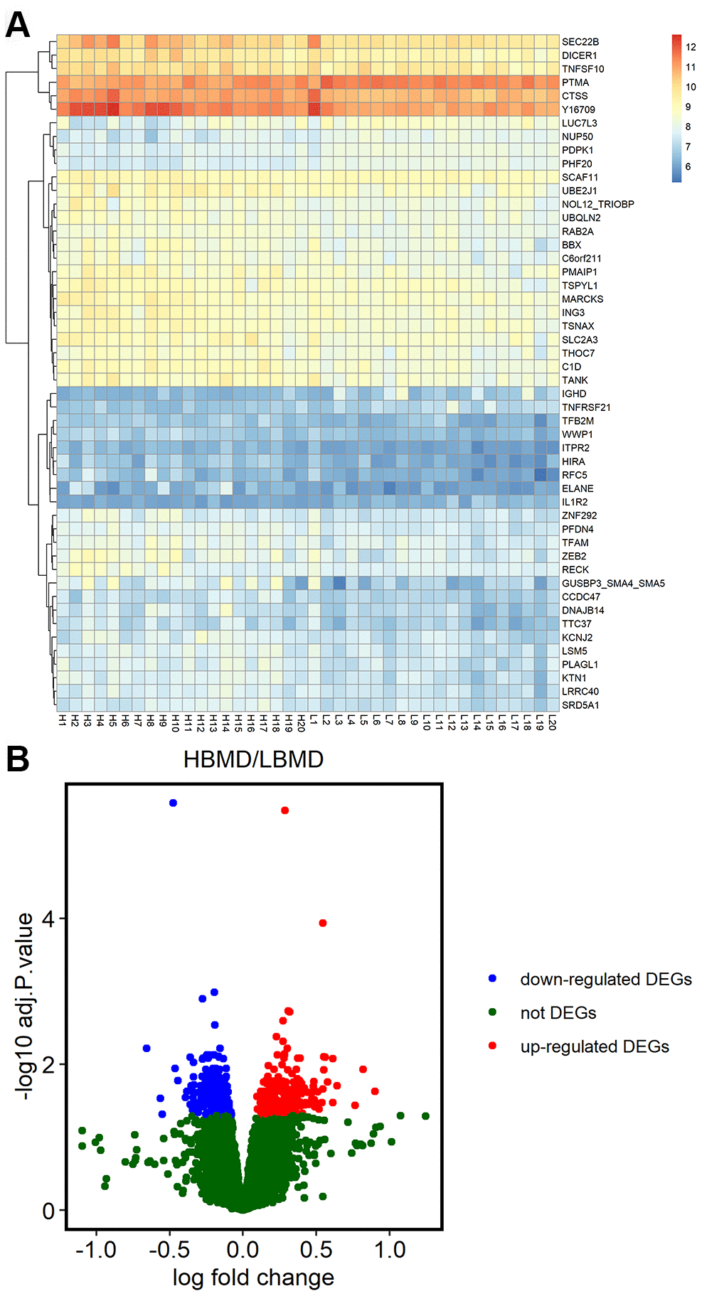 Differentially expressed genes in postmenopausal osteoporosis patient samples. (A) The heat map shows hierarchical clustering of differentially expressed gene expression in postmenopausal patients with or without osteoporosis (n=20 each) using the GSE56815 dataset. (B) Volcano plot shows differentially expressed genes postmenopausal patients with or without osteoporosis (n=20 each) using the GSE56815 dataset.