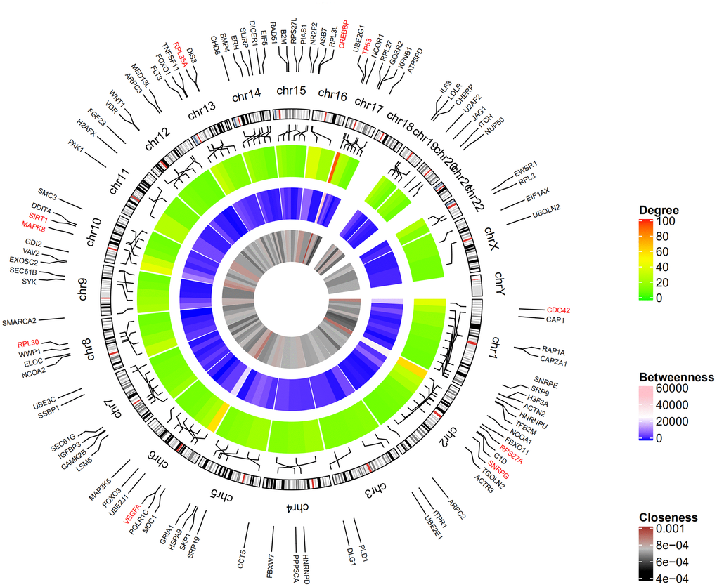 Circular visualization of chromosomal positions and connectivity of the top 100 genes. The circular map represents all the chromosomes and the lines from each gene point to their specific chromosomal locations. The names of the DEGs are shown in the outer circle and the three hub genes are shown in red. The red and green colors in the outer heatmap represent DEGs with high and low degree, respectively. The pink and blue colors in the middle heatmap represent DEGs with high and low betweenness, respectively. The brown and black colors in the inner most heatmap represent DEGs with high and low closeness, respectively.