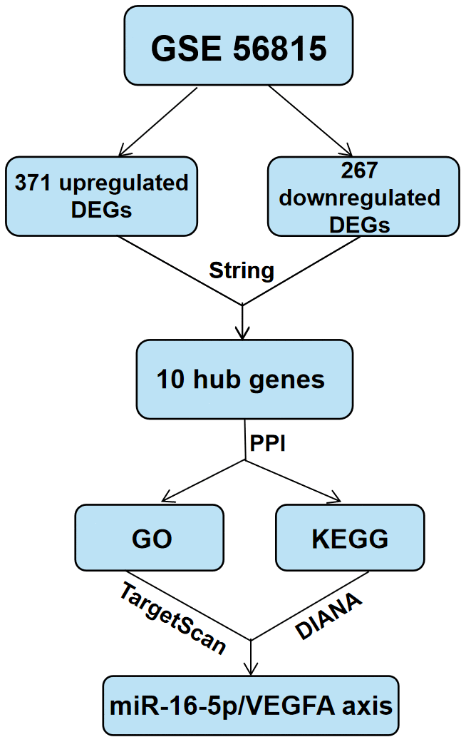 Schematic representation of the experimental strategy in the present study.