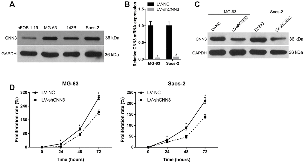 CNN3 silencing inhibits osteosarcoma cell proliferation. (A) CNN3 expression in osteosarcoma cell lines and the human osteoblast hFOB 1.19 cell line. (B, C) CNN3 mRNA (B) or protein (C) levels in LV-shCNN3- or LV-NC-infected MG-63 and Saos-2 cells. (D) The proliferation rate (%) of LV-shCNN3- or LV-NC-infected MG-63 and Saos-2 cells at 0, 24, 48, and 72 h. *p