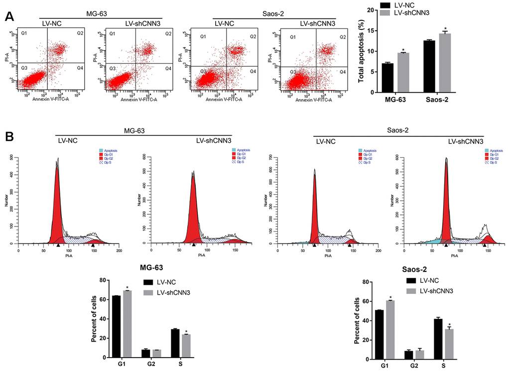 CNN3 silencing induces apoptosis and G1-stage cell cycle arrest in vitro. (A) The effect of CNN3 silencing on apoptosis. Representative graphs of flow cytometric analysis for apoptosis are shown on top. In all four plots, viable cells are seen in the left lower quadrant (FITC-/PI-); early apoptotic cells in the right lower quadrant (FITC+/PI-); late apoptotic cells in the right upper quadrant (FITC+/PI+); and necrotic cells in the left upper quadrant (FITC-/PI+). Statistical results of the percentage of total apoptotic cells, which are the sum of early and late apoptotic cells are shown below. (B) The effect of CNN3 silencing on cell cycle. Graphs showing the flow cytometric analysis for cell cycle stage are on top. The statistical result of cells in G1, G2, and S stages is shown below. *p