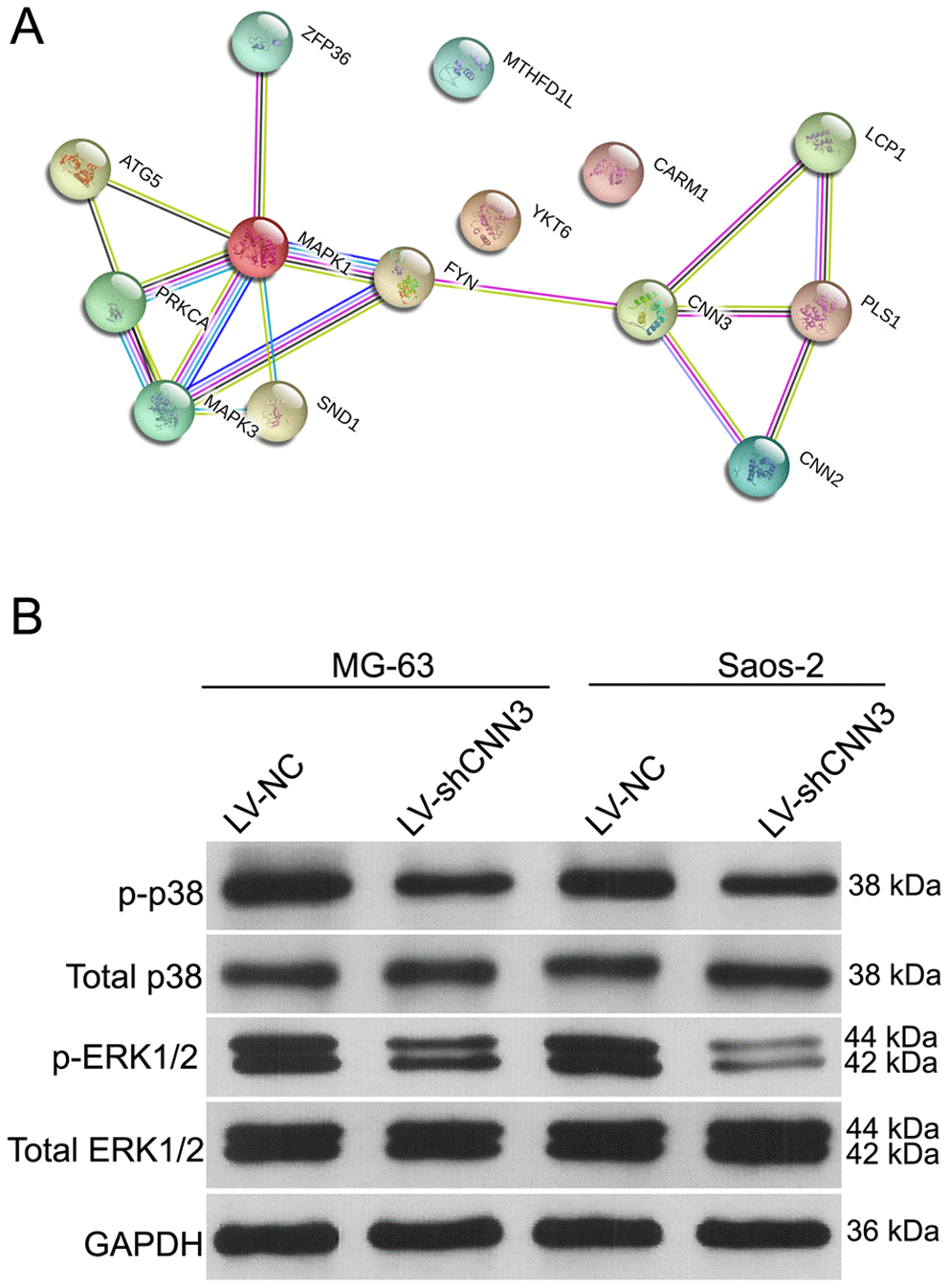 The effect of CNN3 silencing on the expression of total or phosphorylated p38 and ERK1/2. (A) The STRING interaction network database shows that CNN3 interacts with the MAPK signaling pathways. (B) The expression of total or phosphorylated p38 and ERK1/2.