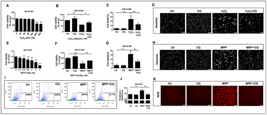 CQ attenuated MPTP toxicity by decreasing ROS level in vitro. (A, E) Cell viability was determined for SK-N-SH cells treated with different concentration of H2O2 (0, 10, 20, 50, 100, 200, 500μM) or MPP+ (0, 0.1, 0.2, 0.5, 1, 2, 5mM) for 24h, respectively. (B, F) Low dose of CQ (5μM) increased cell viability in the absence or presence of H2O2 (200μM) or MPP+(2mM) tested by CCK-8 kit, respectively. (C, G) CQ decreased cell death tested by Hoechst staining after the exposure of H2O2 (200μM) or MPP+(2mM) for 24h, respectively. (D, H) Representative images of Hoechst staining for SK-N-SH cells treated with H2O2 (200μM) or MPP+(2mM), respectively. (I–K) CQ decreased ROS in the absence or presence of MPP+(2mM) tested by flow cytometry, microplate reader, and microscope, respectively. Data expressed as the mean ± SD. *P