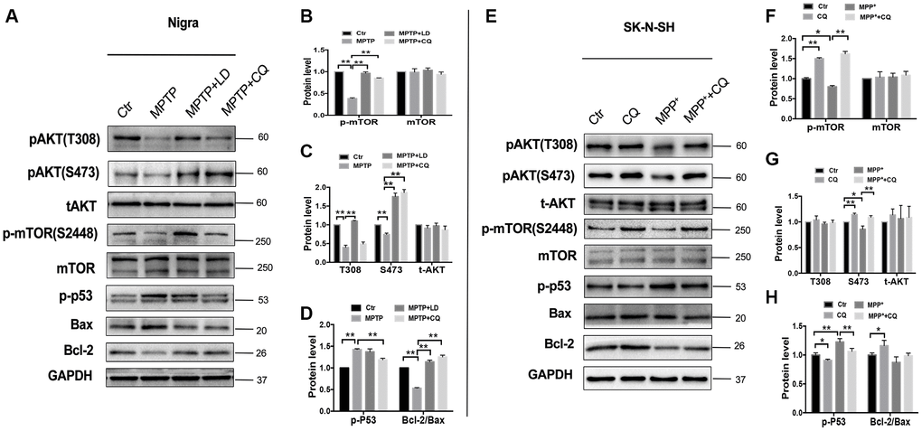 CQ play neuroprotective effect by improving AKT/mTOR survival pathway and blocking p53 medicated cell death. (A–D) Western bolts and quantification showed decreased expression of phosphor-AKT (S473 and T308), phosphor-mTOR (S2448) and Bcl-2, as well as increased p-p53 and Bax in the SN of monkeys, and which were reversed by both LD and CQ treatment. (E–H) Western bolts and quantification showed decreased expression of phosphor-AKT (S473 and T308), phosphor-mTOR (S2448) and Bcl-2, as well as increased p-p53 and Bax in SK-N-SH cells, and which were reversed by CQ treatment. Data expressed as the mean ± SD. *P