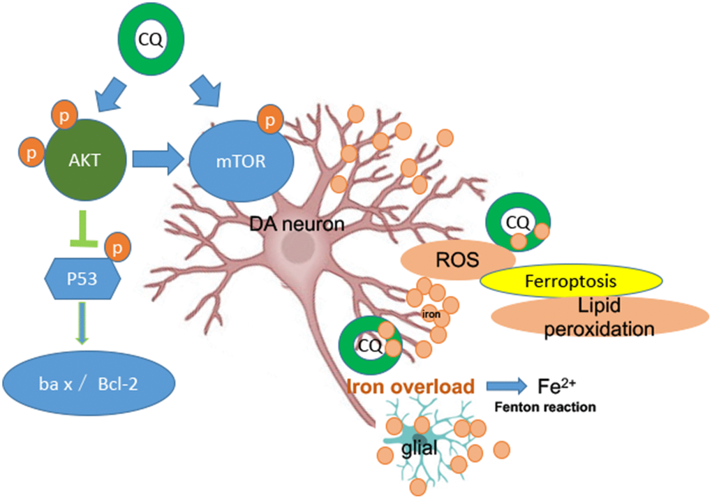 A summary diagram is shown. In the brain both glial and DA neurons are involved with iron dysfunction during the development of PD. Specifically, both increased levels of ROS and lipid peroxidation (main features of ferroptosis) were happened in the MPTP-induced monkey model, while which could be reversed by low dosage of CQ treatment. So ferroptosis dysfunction probably be involved in the pathogenesis of PD. Meanwhile, the protection effect of CQ was depending on the activation of the AKT/mTOR survival pathway and the prevention of p53-medicated cell death.