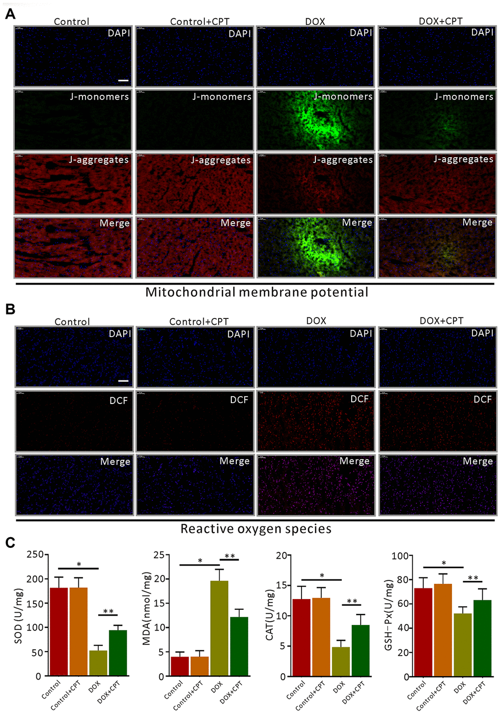 Cryptotanshinone (CPT) alleviated myocardial mitochondrial membrane potential (MMP) decline and oxidative stress in rats treated with doxorubicin. JC-1 fluorescent mitochondrial depolarization of LV cardiomyocytes for evaluating MMP (A). Detection of intracellular ROS by observing the fluorescence intensity of DCF in the LV of the rats (B). The levels of SOD, MDA, CAT, and GSH-Px in LV tissues of the rats induced by doxorubicin (C). Values are expressed as mean ± standard error of the mean. *P#P