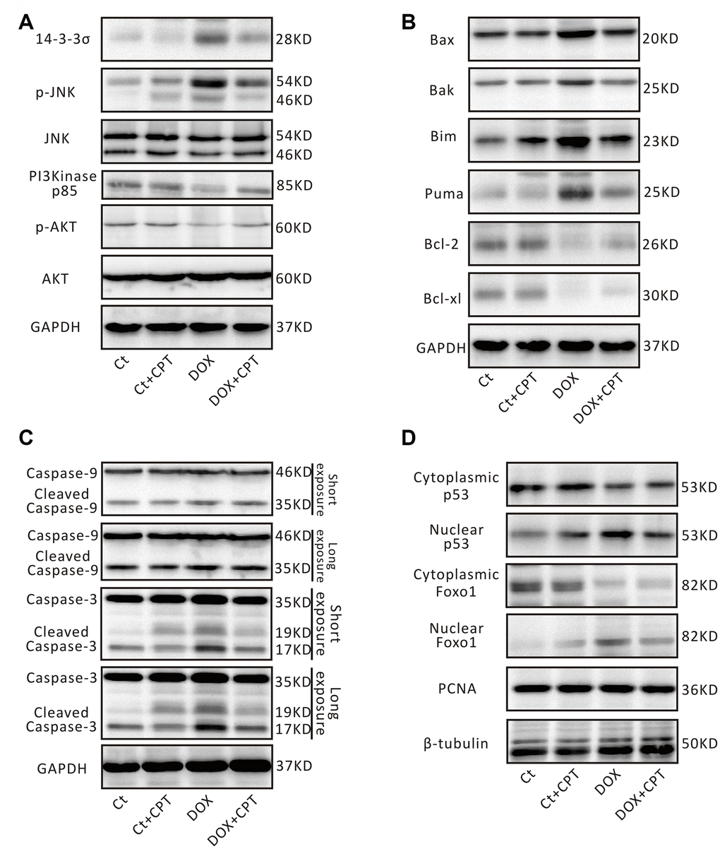 Cryptotanshinone (CPT) treatment adjusted p53 signaling pathway in the rat heart induced by doxorubicin. Representative blots of 14-3-3σ, p-JNK, JNK, PI3K p85, p-AKT, AKT, and GAPDH (A). Representative blots of Bax, Bak, Bim, PUMA, Bcl-2, Bcl-xl, and GAPDH (B). Representative blots of pro-caspase-3/cleaved caspase-3, pro-caspase-9/cleaved caspase-9, and GAPDH (C). Representative blots of Foxo1, p53, PCNA, and β-tubulin (D). GAPDH, β-tubulin and PCNA were used as internal reference.