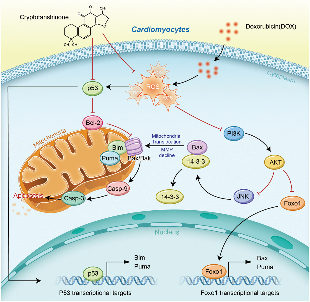 Schematic diagram of the cardioprotective effects of cryptotanshinone (CPT) in a DOX-induced myocardial damage model.