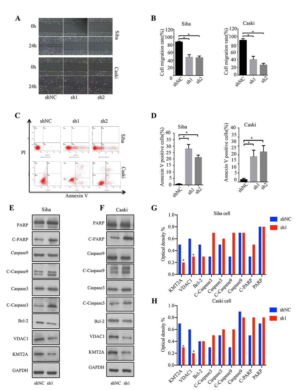 KMT2A knockdown suppressed cell migration and induced apoptosis in cervical cancer cells. (A) The migration ability of Siha and Caski cells was measured by wound-healing assay. (B) The cell migration rate %. (C) Apoptosis of Siha and Caski cells was detected by FACS analysis. (D) Annexin V positive cells %. (E and F) The expression of proteins was detected by Western blot in Siha and Caski cells with KMT2A knockdown. (G and H) The average value of Figure E and F.