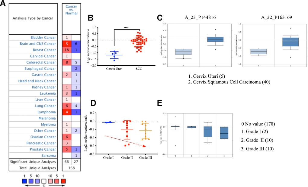 The VDAC1 mRNA was upregulated in cervical cancer by analyzing Oncomine data. (A) Upregulation of VDAC1 in one of six databases. (B) The expression of VDAC1 mRNA in cervical squamous cell carcinoma and cervix uteri. (C) Level of VDAC1 mRNA in cervix uteri and cervical squamous cell carcinoma in two probes (A