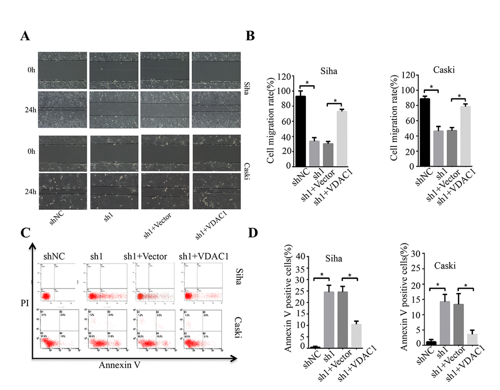 KMT2A regulated cervical cancer cell migration and apoptosis through targeting VDAC1. Human cervical cancer Siha and Caski cells were transfected with KMT2A shRNAs or KMT2A shRNA + VDAC1 overexpression plasmid. At 48 hours after transfection, the cell migration and apoptosis rates were measured. (A) The migration ability of Siha and Caski cells was measured by wound-healing assay. (B) The cell migration rate %. (C) Apoptosis of Siha and Caski cells was detected by FACS analysis. (D) Annexin V positive cells %.