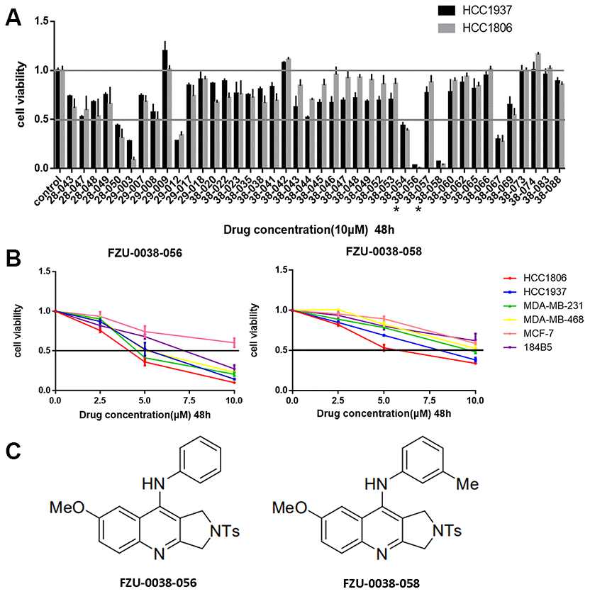 Identification of FZU-0038-056 as a potent anti-cancer compound in TNBC cell lines. (A) The HCC1806 and HCC1937 breast cancer cell lines were treated with 42 different compounds (10 μM) for 48 hours. DMSO was used as the negative control. Cell viability was measured using SRB assays. FZU-0038-056 and FZU-0038-058 labeled with an asterisk were selected for further studies. (B) Four different TNBC cell lines, two ER positive breast cancer cell lines and one human immortalized breast cell line were treated with DMSO control or FZU-0038-056/FZU-0038-058 at indicated concentrations (2.5, 5 and 10 μM, respectively) for 48 hours. Cell viability was measured using SRB assay. (C) The chemical structures of FZU-0038-056 and FZU-0038-058.
