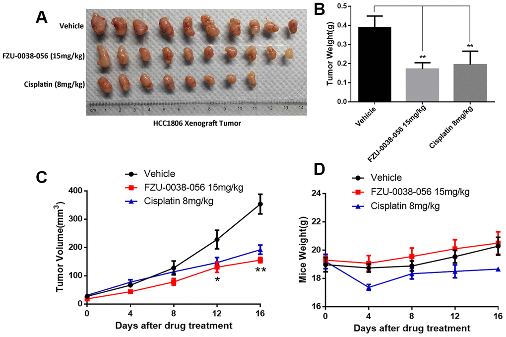 FZU-0038-056 suppresses HCC1806 xenograft tumor growth in nude mice. (A) FZU-0038-056 suppresses HCC1806 xenograft tumor growth in nude mice. Tumors were collected after the mice were treated with FZU-0038-056, vehicle, or cisplatin for 20 days. (B) FZU-0038-056 significantly reduced HCC1806 xenograft weights. Average tumor weights are graphed (n=5). **p C) Tumor growth was significantly suppressed by FZU-0038-056 (15 mg/kg) and cisplatin (8 mg/kg) compared with vehicle control. **p D) Compared to vehicle control, FZU-0038-056 (15 mg/kg) did not significantly reduce the mouse body weights although cisplatin (8 mg/kg) reduced the mouse body weights significantly.