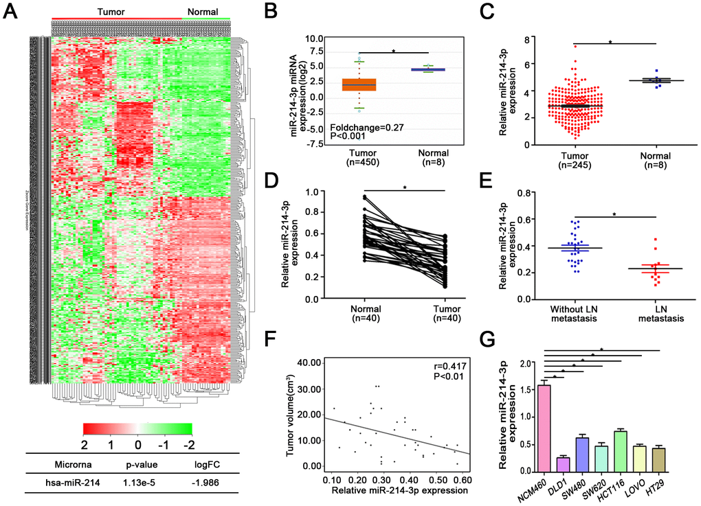 MiR-214-3p is downregulated in CRC tissues and associated with CRC metastasis and proliferation. (A) GEO, Starbase 3.0 (B), and (C) TCGA databases indicated that miR-214-3p is obviously downregulated in CRC. (D) The expression of miR-214-3p was lower in CRC tissues than in adjacent normal tissues. (E–F) The expression level of miR-214-3p was negatively correlated with lymph node metastasis and tumor size. (G) MiR-214-3p was significantly lower in CRC cells than in NCM460 cells. The data are represented as the means±S.D. from at least three independent experiments. *p