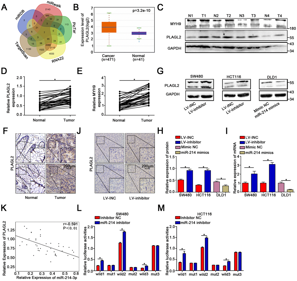 MiR-214-3p directly targets PLAGL2. (A) Based on the public bioinformatics algorithms, seven potential targets of miR-214-3p were selected. (B–F) The Starbase 3.0 database and our study indicated that the expression levels of PLAGL2 and MYH9 were higher in cancer tissues than in normal tissues. (G–I) The mRNA and protein levels of PLAGL2 were inhibited by miR-214-3p. (J) IHC analysis indicated that the expression of PLAGL2 could be inhibited by miR-214-3p in xenograft subcutaneous tissues. (K) qRT-PCR analysis demonstrated that PLAGL2 was negatively correlated with miR-214-3p expression in CRC tissues. (L–M) Dual luciferase reporter assays in CRC cells. The data are represented as the means±S.D. from at least three independent experiments. *p