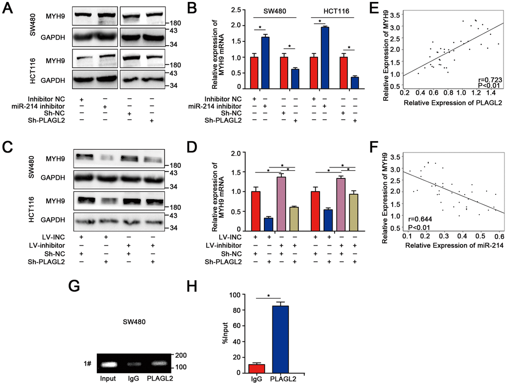 MYH9 is a direct target gene regulated by PLAGL2. (A–B) WB and qRT-PCR analyses indicated that the expression of MYH9 was regulated by miR-214-3p and PLAGL2. (C–D) The inhibitory effect of miR-214-3p on MYH9 could be reversed by Sh-PLAGL2. (E–F) qRT-PCR analysis demonstrated that MYH9 was correlated with the expression of miR-214-3p and PLAGL2 in CRC tissues. (G–H) ChIP assays with PLAGL2 antibody or IgG were performed to verify the binding between PLAGL2 and the MYH9 promoter in SW480 cells. The data are represented as the means±S.D. from at least three independent experiments. *p