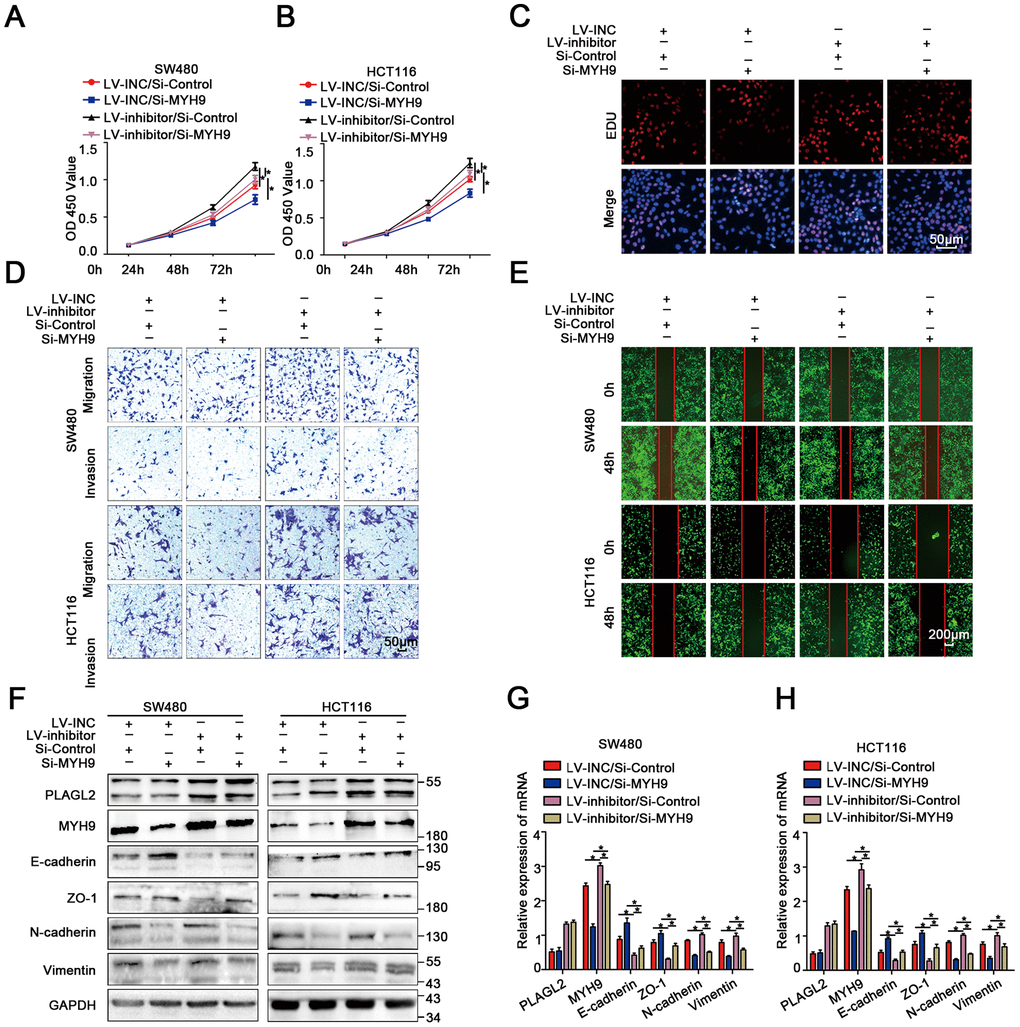 MiR-214-3p targets the PLAGL2-MYH9 axis to suppress tumor proliferation and metastasis in human colorectal cancer. (A–B) CCK8 assays indicated that PLAGL2 downregulation effectively reverses the miR-214-3p inhibitor-induced proliferation ability of CRC cells. (C) EDU assays indicated that PLAGL2 downregulation effectively reverses the miR-214-3p inhibitor-induced proliferation ability of CRC cells. (D–E) Transwell and wound-healing assays indicated that PLAGL2 downregulation effectively reversed miR-214-3p inhibitor-induced migration and invasion of CRC cells. (F–H) WB and qRT-PCR analyses revealed that the inhibitory effect of miR-214-3p on EMT was reversed by Si-MYH9 transfection. The data are represented as the means±S.D. from at least three independent experiments. *p