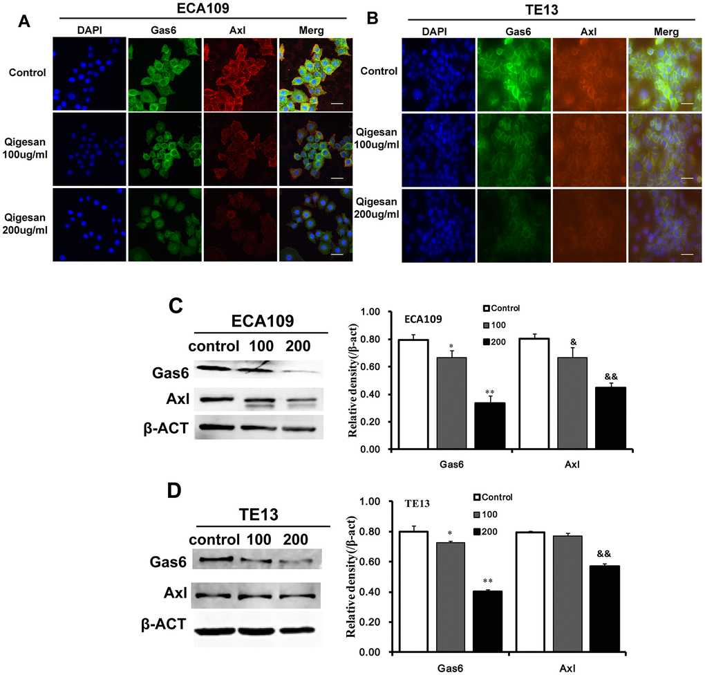 QGS regulates the localization and expression of Gas6/Axl. Cells were stimulated with QGS (0, 100, or 200 μg/mL) for 24 h. (A, B) Immunofluorescence images of Gas6, Axl, and Gas6/Axl channels in ECA109 and TE13 cells. Scale bars indicate 10 μm. (C, D) Western immunoblots of Gas6 and Axl. Bar graphs show significant dose-dependent inhibition of relative Gas6 and Axl protein density (normalized to β-act) after QSG stimulation compared to the unstimulated control group. Results are from three independent experiments. *p&p&&p