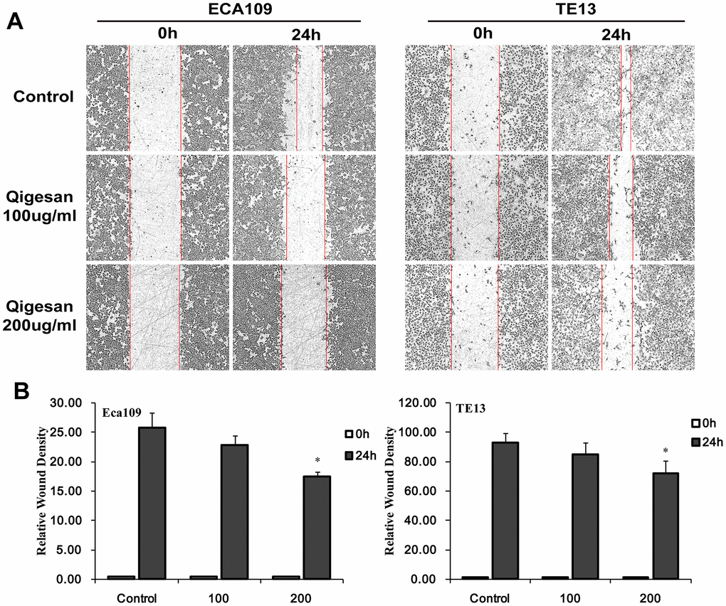 QGS inhibits ESCC cell migration. Scratch areas were analyzed after ECA109 and TE13 cells were stimulated with QGS (0, 100, or 200 μg/mL). (A) Representative photomicrographs of unstimulated and QGS-stimulated cells at 0 h and 24 h. Red lines indicate migrating edges. (B) Bar graphs showing the percentage relative wound density (RWD) in stimulated cells compared to controls. Results are from three independent experiments; *p