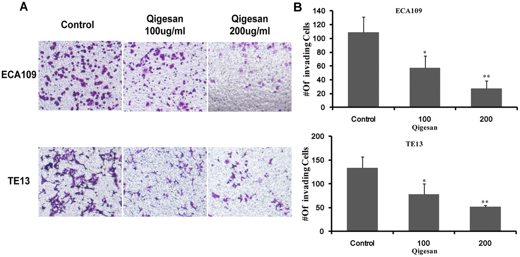 QGS inhibits ESCC cell invasion. (A) Invasion assays were performed by placing ECA109 and TE13 cells treated with QGS (0, 100, or 200 μg/mL) in the transwell system for 24 h; the control is shown on the left. (B) Bar graphs showing number of invading cells for each cell line after 0, 100, or 200 μg/mL QGS. Combined results from three independent experiments are shown. *p
