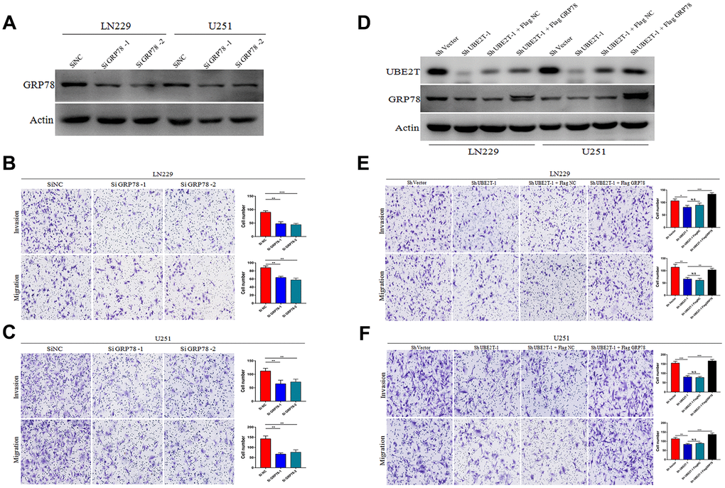 Ubiquitin-conjugating enzyme E2T (UBE2T) enhances glioblastoma (GBM) invasion and migration via GRP78. (A) Transfection efficacy of GRP78 siRNA in LN229 and U251 cell lines was analysed via immunoblotting. (B, C) The effects of GRP78 siRNA on the invasion and migration of LN229 (B) and U251 (C) cells. (D) UBE2T was depleted in GRP78–over-expressing LN229 and U251 cells. Cell lysates were analysed via immunoblotting using the indicated antibodies. (E, F) The effects of UBE2T depletion on the invasion and migration of GRP78–over-expressing LN229 (E) and U251 (F) cells. (Error bars indicate the SEM of three independent experiments. Two-tailed Student’s t-test. *, P 