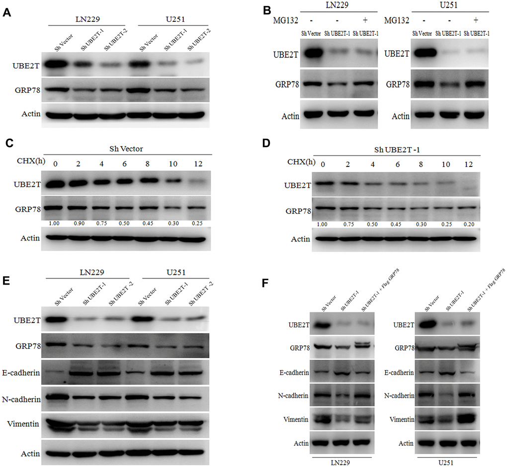 Ubiquitin-conjugating enzyme E2T (UBE2T) maintains GRP78 stability and regulates epithelial-mesenchymal transition (EMT) markers. (A) UBE2T was depleted in LN229 and U251 cells. Cell lysates were examined using the indicated antibodies. (B) Immunoblotting of UBE2T, GRP78 and actin in LN229 and U251 cells transduced with UBE2T short hairpin RNA (shRNA) in the absence or presence of 10 μmol/L MG132 for 8 h. (C) U251 cells transfected with the control shRNA vector (ShVector) were treated with cycloheximide (100 μg/mL) and collected at the indicated times for immunoblotting. Quantification of GRP78 expression relative to β-actin expression is shown. (D) U251 cells transfected with ShUBE2T-1 were treated with cycloheximide (100 μg/mL) and collected at the indicated times for immunoblotting. Quantification of GRP78 expression relative to β-actin expression is shown. (E) Immunoblotting of UBE2T, GRP78, actin and EMT biomarkers (E-cadherin, N-cadherin and vimentin) in LN229 and U251 cells transfected with ShUBE2T-1, ShUBE2T-2 or ShVector. (F) Immunoblotting of UBE2T, GRP78, N-cadherin, E-cadherin, vimentin and Actin in LN229 and U251 cells transduced with the indicated plasmids. (Error bars indicate the SEM of three independent experiments).