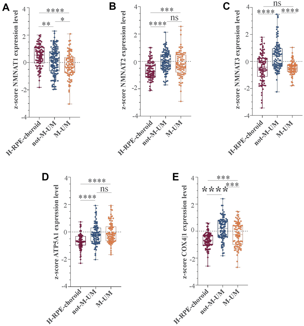 NMNAT1, NMAT2, NMNAT3, ATP5F1A, and COX4|1 mRNA expression levels in UM patients. Expression levels analysis of (A) NMNAT1, (B) NMAT2, (C) NMNAT3, (D) ATP5F1A, and (E) COX4|1 in 96 healthy control subjects (H-RPE-choroid), 88 metastatic (M-UM) and 102 non-metastatic (not-M-UM) UM patients. Data are expressed as z-score intensity expression levels and presented as vertical scatter dot plots. P values 