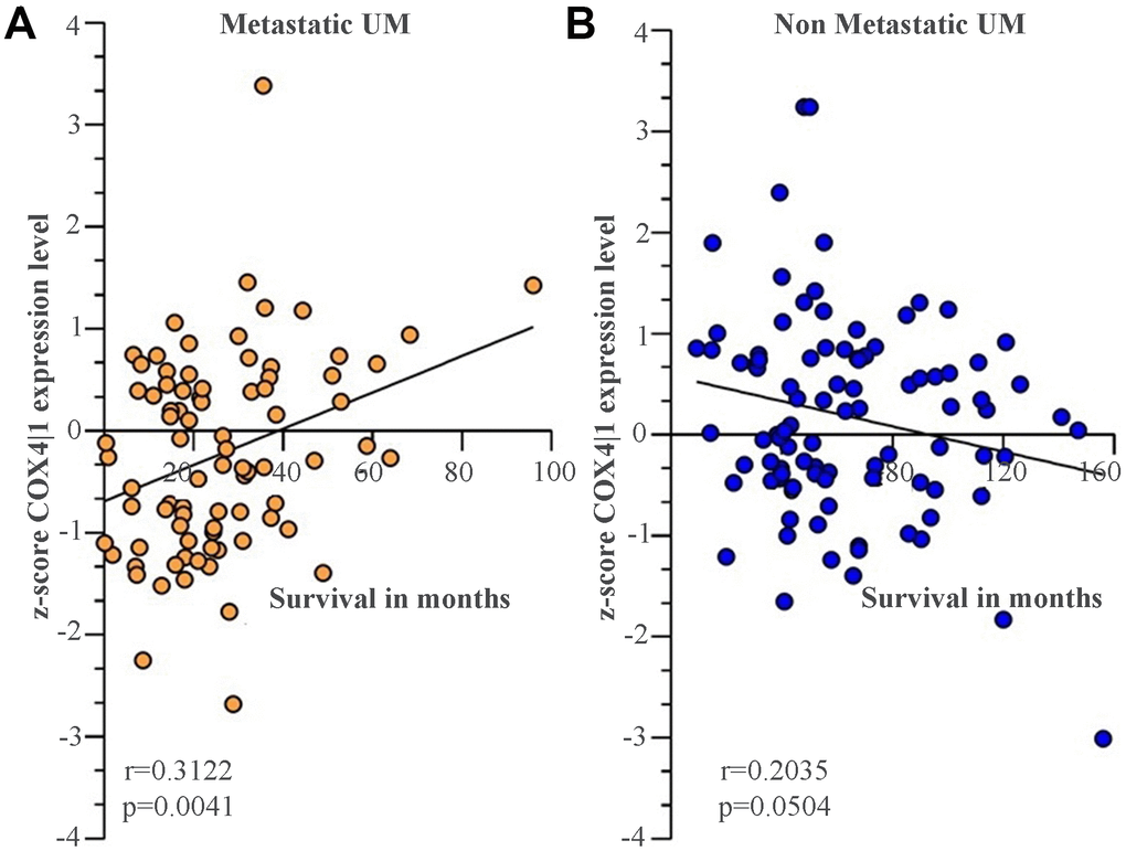 COX4|1 mRNA expression levels correlate with the surviving rate in UM metastatic patients. Correlation analysis of COX4|1 with surviving rate in (A) 88 metastatic (M-UM) and 102 (B) non-metastatic (not-M-UM) UM patients. Data are expressed as z-score intensity expression levels and presented as vertical scatter dot plots. Correlations were determined using Pearson’s ρ correlation. P values 
