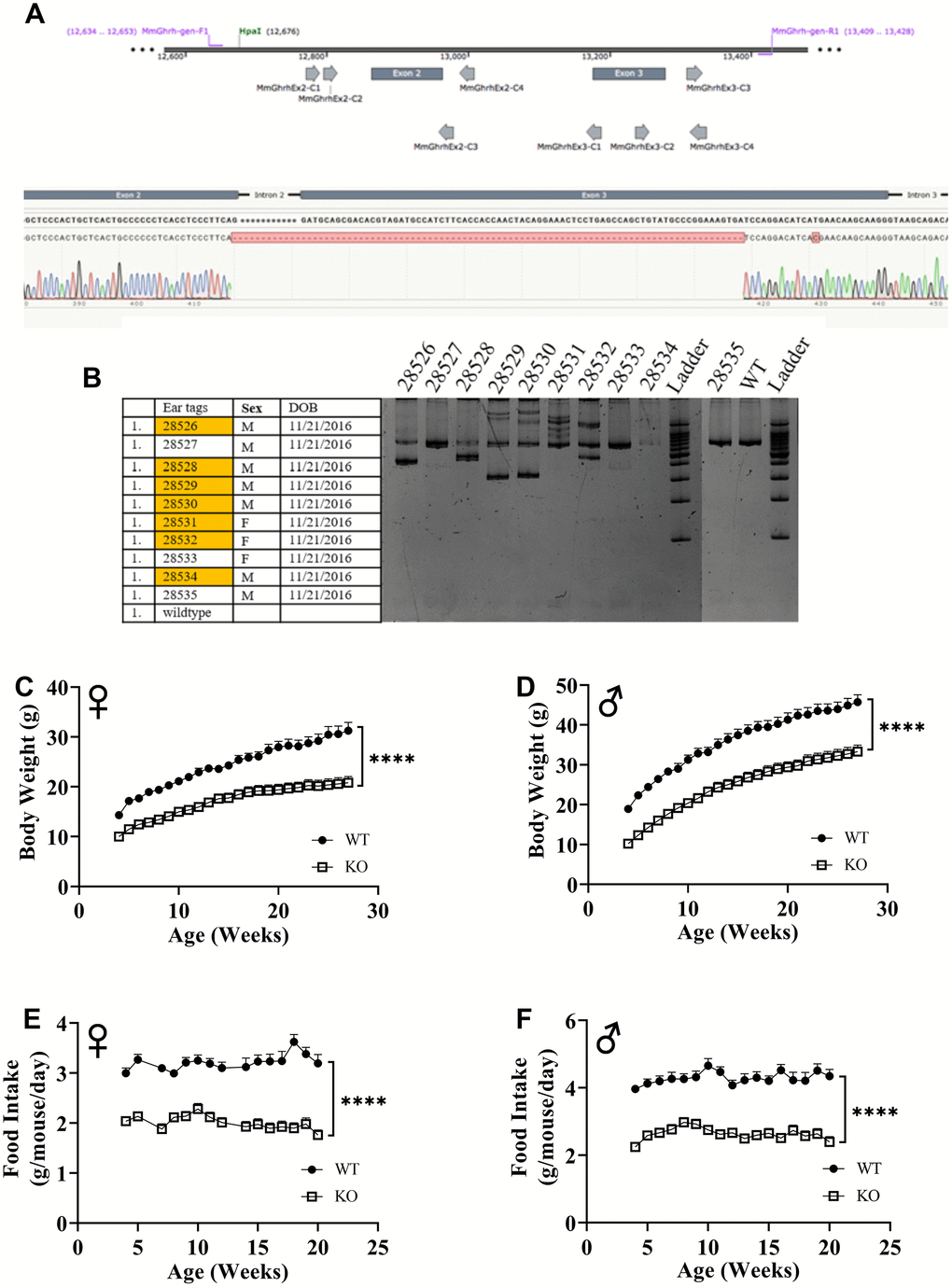 GHRH knockout with CRISPR technology. Location of guide RNAs with respect to exon 2 and exon 3 of GHRH and DNA sequencing chromatogram of mutant GHRH gene between exon 2 and intron 3. (A) Identification of mutations introduced by CRISPR/Cas9 in GHRH gene in founder animals by PCR analysis. (B) 10 G0 pups were tested for indels or deletions. 28528 had a 291 base pairs deletion that eliminates the splice donor site at exon 2, intron 2-3 and a large part of Exon 3 (77 base pairs out of 102 base pairs), showed successful germline transmission. (B) Body weights of female (C) and male (D) WT and GHRH-/- mice from weaning to adulthood. Food intake per mice per day of female (E) and male (F) WT and GHRH-/- mice. Female WT n=11, GHRH-/- n=14, male WT n=11, GHRH-/- n=15. Each bar represents mean ± SEM. Statistical analysis was performed by unpaired Student’s t-test with Welch’s correction; ****p