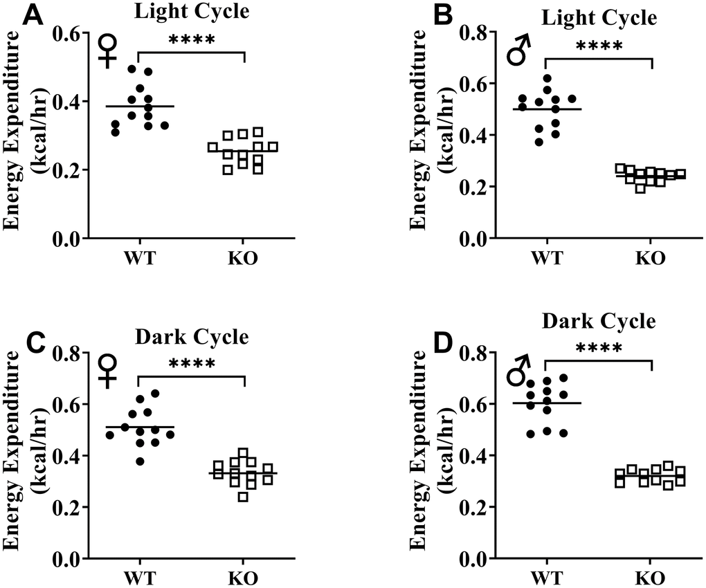 GH-deficiency results in decreased absolute metabolic rate. Overall averaged energy expenditure of WT and GHRH-/- are shown as light (72 hours; A, B) and dark cycles (72 hours; C, D). WT female n=12, KO female n=12, WT male n=12, KO male n=11. Each bar represents mean. Statistical analysis was performed by Student’s t-test with Welch’s correction; ****p