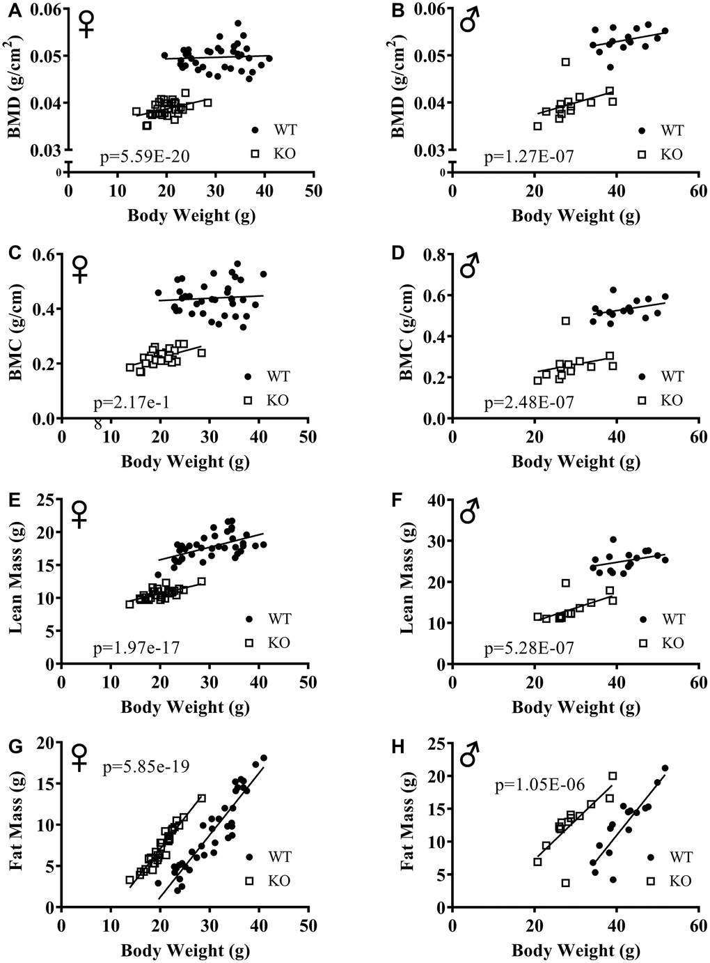 ANCOVA shows that GH-deficiency alters body composition parameters. Body composition parameters were measured by DXA. Body composition parameters are plotted on the y-axis and body weights are plotted on the x-axis (A–H). Relationship between body weight and BMD in female (A) and male (B) WT and GHRH-/- mice. Relationship between body weight and BMC in female (C) and male (D) WT and GHRH-/- mice. Relationship between body weight and lean mass in female (E) and male (F) WT and GHRH-/- mice. Relationship between body weight and fat mass in female (G) and male (H) WT and GHRH-/- mice. Female WT n=38, GHRH-/- n=31, male WT n=16, GHRH-/- n=14. The WT and GHRH-/- groups were statistically analyzed with ANCOVA method, which was used to calculate p values, shown on each panel.