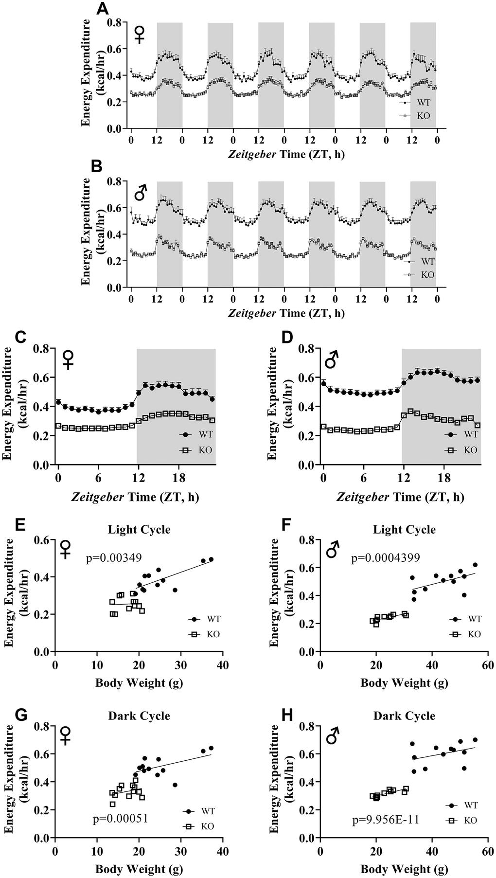 ANCOVA shows that GH-deficiency reduces metabolic rate. Energy expenditure values for 6 days for female (A) and male (B) GHRH-/- and WT mice. 6 days of energy expenditure data were averaged into a single day for female (C) and male (D) mice. Analysis of energy expenditure with body weight as a co-variant for female (E, G) and male (F, H) GHRH-/- and WT mice in light cycles (E, F) and dark cycles. (G, H) Female WT n=12, GHRH-/- n=12, male WT n=12, GHRH-/- n=11. Each bar represents mean ± SEM. The WT and GHRH-/- groups were statistically analyzed with ANCOVA method, which was used to calculate p values, shown on panels E-H.