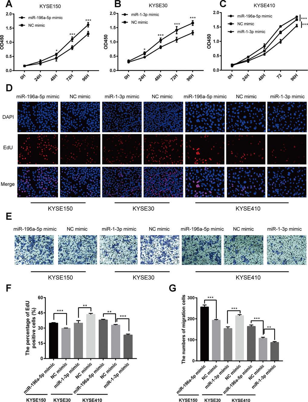 Opposing effects of miR-196a-5p and miR-1-3p on proliferation and migration in cultured ESCC cells. (A–C) CCK-8 cell proliferation assay results from KYSE150, KYSE30, and KYSE410 cells transfected with mimics of miR-196a-5p, miR-1-3p, or negative control (NC). (D, F) EdU cell proliferation assay results from KYSE150, KYSE30, and KYSE410 cells transfected with mimics of miR-196a-5p, miR-1-3p, or NC. (E, G) Transwell migration assay results from KYSE150, KYSE30, and KYSE410 cells transfected with miRNA mimics. *P P P 