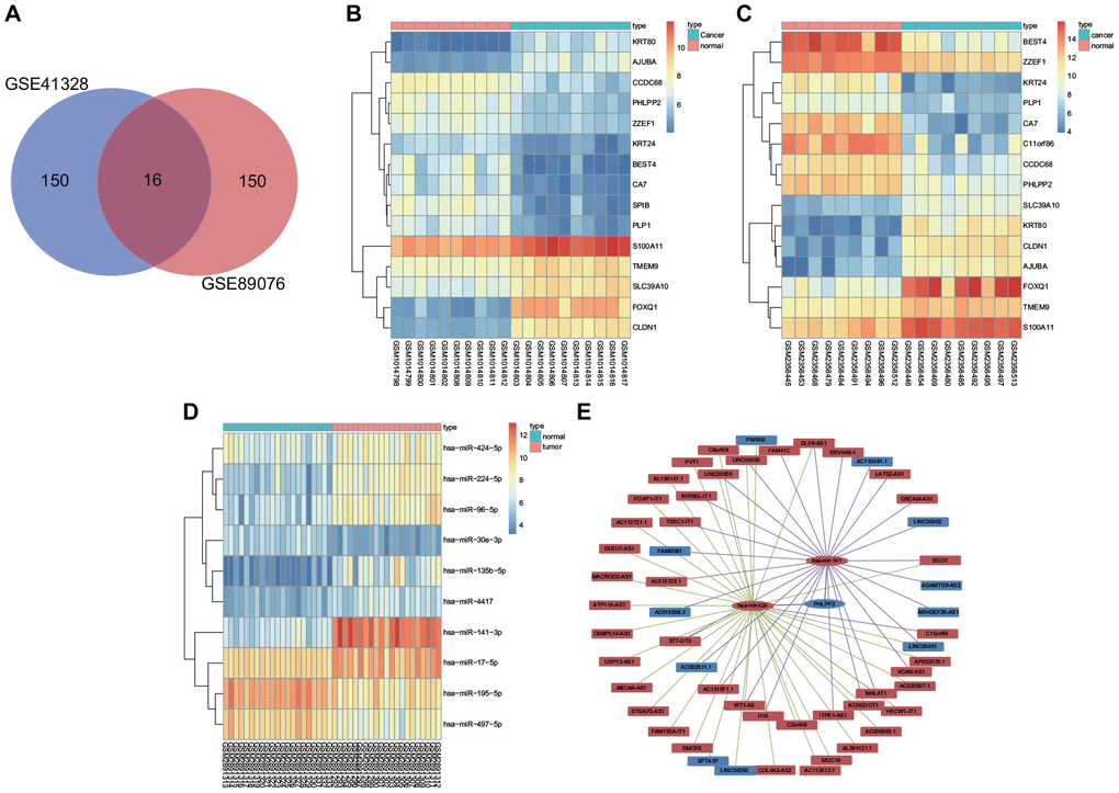 DEGs and differentially expressed miRNAs are implicated in the occurrence and development of colon cancer. (A) Top 150 DEGs from GSE41328 and GSE89076 by Venn diagrams. (B) Differential gene expression heatmap of the GSE41328 dataset. (C) Differential gene expression heatmap of the GSE89076 dataset. (D) Differential gene expression heatmap of the GSE108153 dataset. (E) CeRNA network for identification of ceRNAs associated with colon cancer using the TCGA database as well as miRDB, miRTarBase and TargetScan websites. In Panel (B–D) the abscissa referred to Sample No., while the ordinate referred to DEGs; the procamp was presented using a histogram in the upper right, where the change in color from top to bottom indicated the expression of the chips from high to low; each rectangle indicated the expression of one gene in one sample, and each column showed the expression of all genes in one sample; the tree diagram was applied to present the results of cluster analysis on the different genes from different samples; the horizontal bar revealed the cancer tissues in red and the adjacent tissues in blue. In Panel (E) the upregulated gene was shown in red and the downregulated gene was shown in blue, the lncRNA binding to miR-141 was shown in purple and lncRNA binding to miR-424 was shown in green.