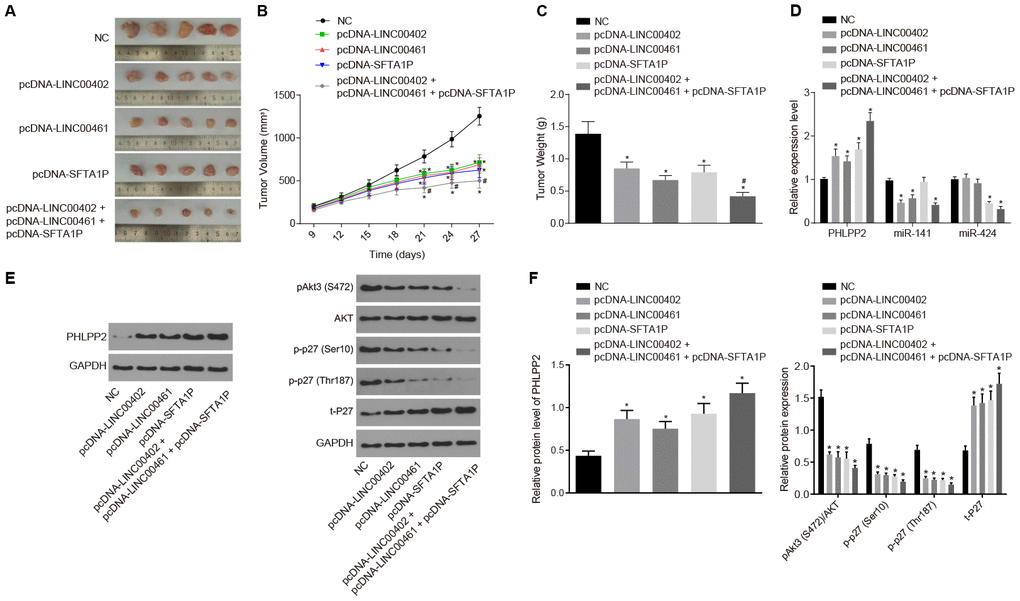 The overexpression of LINC00402, LINC00461, and SFTA1P suppresses tumor formation in nude mice. Nude mice were injected with cell suspension carrying HT-29 cells transfected with NC, PHLPP2, PHLPP + pcDNA-LINC00402, PHLPP + pcDNA-LINC00461 or PHLPP + pcDNA-SFTA1P. (A) The representative images of formed tumors among the nude mice. (B) Tumor growth curve of nude mice. (C) Tumor weight of nude mice. (D) RT-qPCR was carried out to detect the expressions of PHLPP2 mRNA, miR-141 and miR-424 in nude mice (E, F) Protein levels of PHLPP2 proteins, Akt3 and p27 in nude mice normalized to GAPDH detected by Western blot analysis. * p vs. the NC group; # p vs. the pcDNA-LINC00402, pcDNA-LINC00461 and pcDNA-SFTA1P groups. Measurement data in this Figure were expressed as the mean ± standard deviation, and comparisons among multiple groups conducted using One-Way ANOVA (n = 5); the experiment was repeated three times independently.
