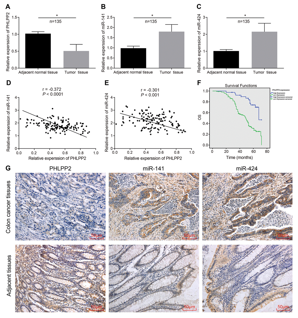The expression of PHLPP2 decreases while that of miR-141 and miR-424 increases in colon cancer tissues. (A) Measurement of the expression of PHLPP2 mRNA in colon cancer tissues and adjacent tissues by RT-qPCR. (B) Determination of the expression of miR-141 in colon cancer tissues and adjacent tissues by RT-qPCR. (C) Determination of the expression of miR-424 in colon cancer tissues and adjacent tissues by RT-qPCR. (D) Pearson’s Correlation analysis of PHLPP2 and miR-141 in colon cancer. (E) Pearson’s Correlation analysis of PHLPP2 and miR-424 in colon cancer. (F) Survival time of patients with high and low expression of PHLPP2 analyzed by Kaplan-Meier survival analysis. (G) Immunohistochemistry and ISH were applied to identify the expression of PHLPP2, miR-141, and miR-424 in colon cancer tissues and adjacent tissues (200 ×). * p vs. the adjacent tissues; Measurement data in this Figure are expressed as the mean ± standard deviation, with the comparisons between the two groups conducted using paired t-test, n = 135; the experiment was repeated three times independently.