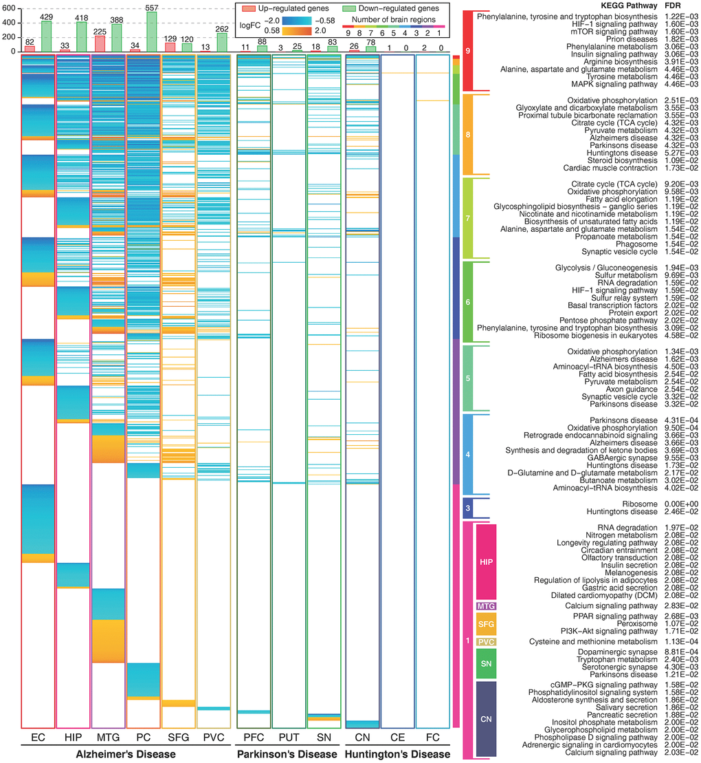Expression profiles of metabolic genes and their functions. The figure shows metabolic genes with absolute logFC values higher than log2(1.5) in 12 brain regions. The figure shows 1164 unique metabolic genes. The orange color indicates that the gene is upregulated, and the cyan color indicates that the gene is downregulated. The rainbow color bar shows the commonly deregulated genes in multiple brain regions and their correlated metabolic pathways. Enriched metabolic pathways of brain region-specific deregulated genes are shown in colored boxes. Deregulated genes in two brain regions and deregulated genes only in the EC and the PC in AD, and the PFC in PD showed no significant enriched pathways.