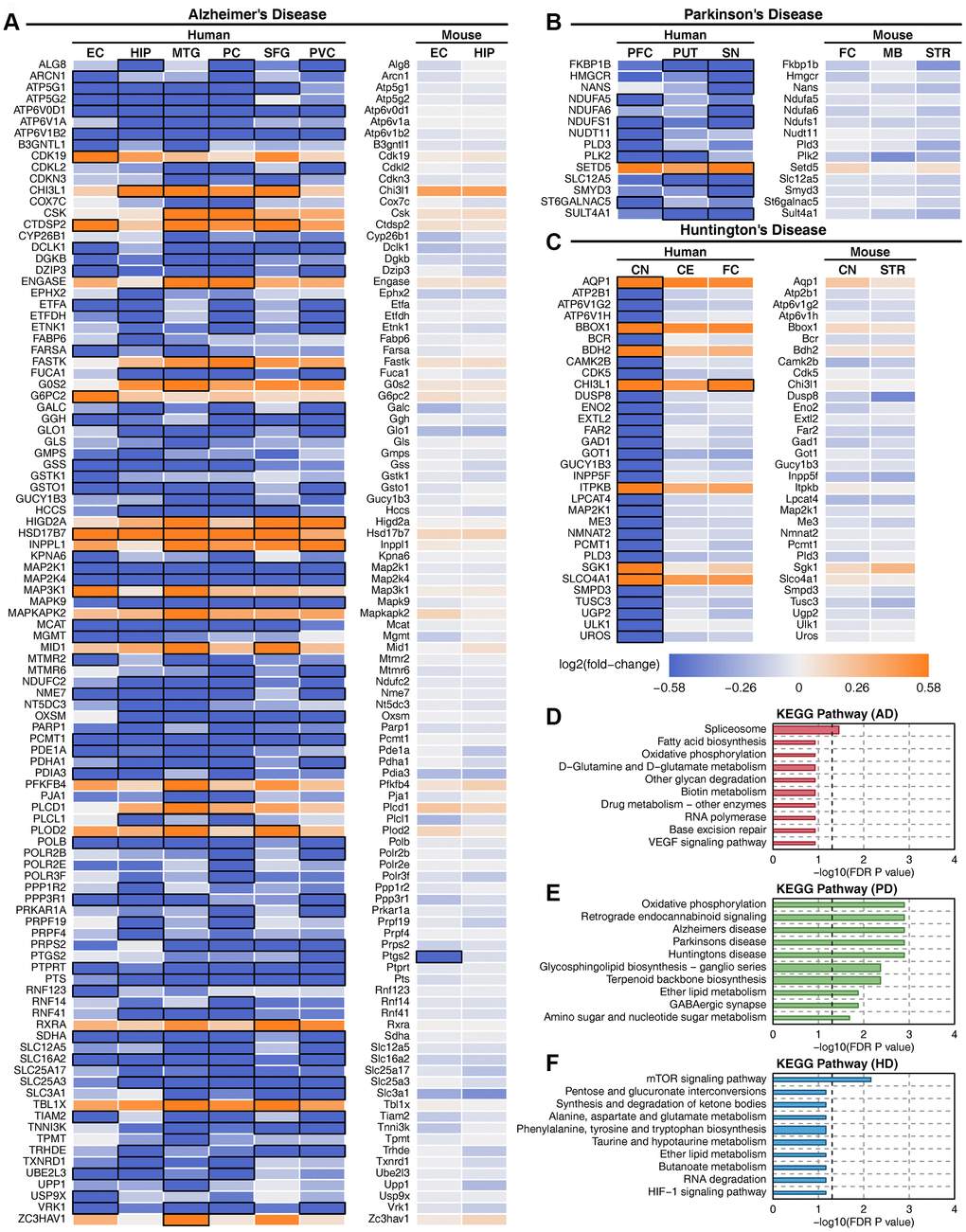 Deregulated metabolic genes with consistent expression between human patients and mouse models. (A) Heatmap of consistently expressed deregulated genes in AD human samples and the APP transgenic mouse model. (B) Heatmap of consistently expressed deregulated genes in PD human samples and the MPTP mouse model. (C) Heatmap of consistently expressed deregulated genes in HD human samples and the Hdh CAG knock-in mouse model. The orange color indicates that the gene is upregulated, the blue color indicates that the gene is downregulated, and black squares indicate statistical significance. (D) Enriched metabolic pathway of consistently expressed deregulated genes in AD. (E) Enriched metabolic pathway of consistently expressed deregulated genes in PD. (F) Enriched metabolic pathway of consistently expressed deregulated genes in HD.