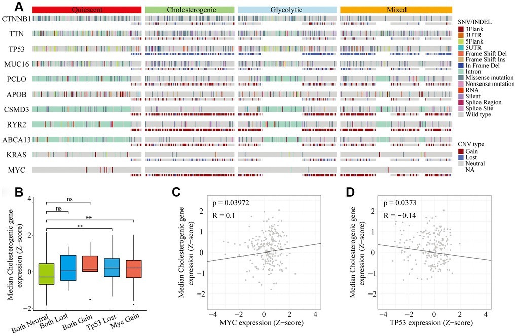 Gene mutational landscape across metabolic subgroups of HCC. (A) Oncoprint analysis indicating the distribution of SNVs, INDELs and CNVs of frequently mutated genes in LIHC across the metabolic subtypes. (B) Box plot of the median expression of cholesterogenic genes in samples with CNVs in TP53 and/or MYC. (C) Scatter plot of the correlation between the median cholesterogenic gene expression and MYC expression. (D) Scatter plot of the relationship between the median cholesterogenic gene expression and TP53 expression.